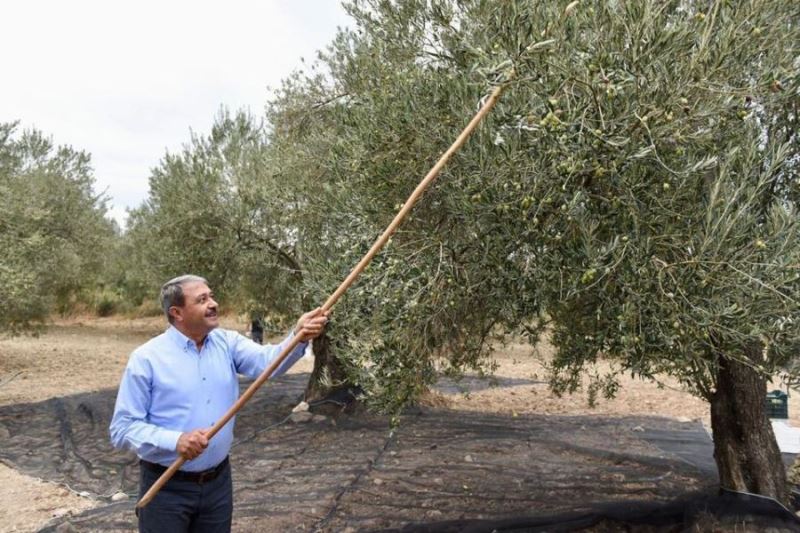 Zeytin Hırsızlığının Önlenmesine Yönelik Olarak Valilik Genel Emir ve Genelge Yayımladı