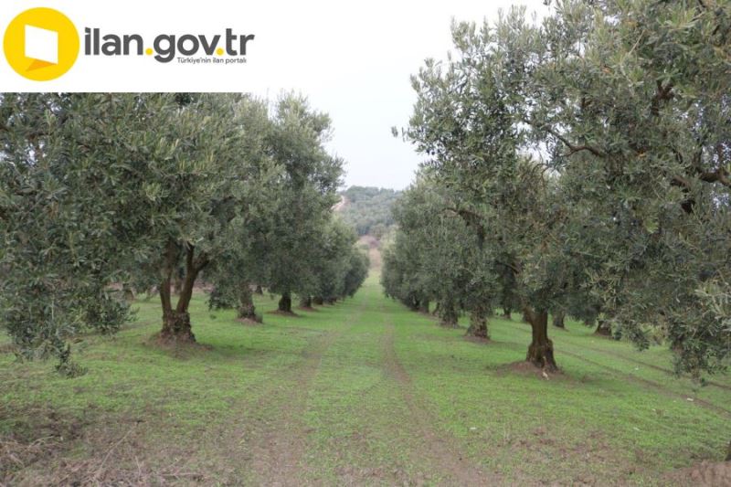 Zeytin tanelerinin dalında satışı yapılacaktır