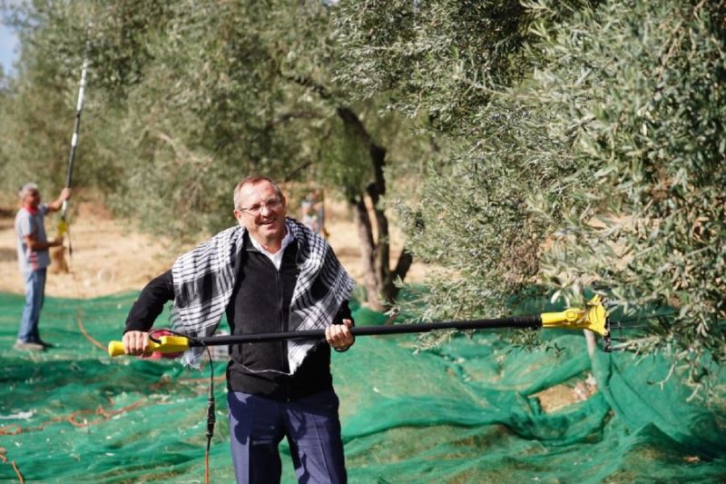 İlk hasat belediyeye ait zeytin ağaçlarında 