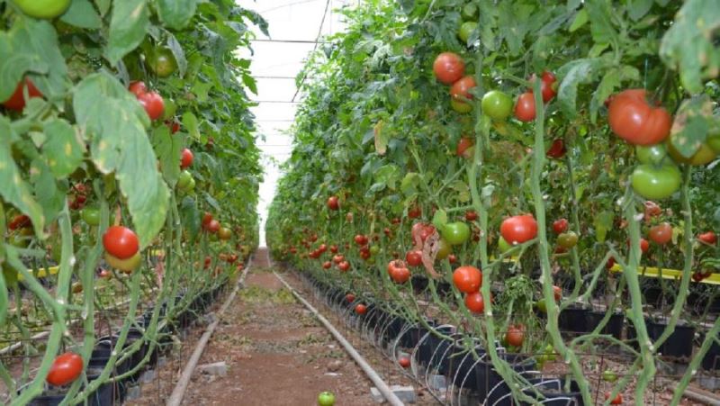 Gönen’de jeotermal kaynaklı sera alanı hazırlanıyor 