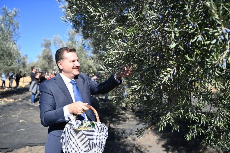 Başkan Yılmaz zeytin hasadına katıldı 