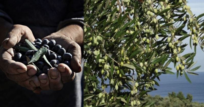 Zeytin hırsızlarına karşı alınan önlemler ve  tedbirler müstahsille paylaşılacak 