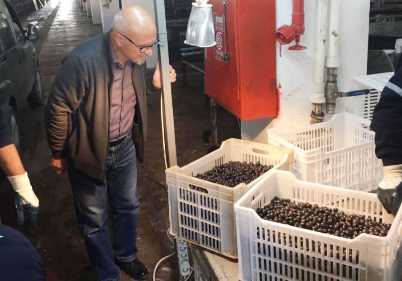 Zeytin alımları 11 noktada devam ediyor 