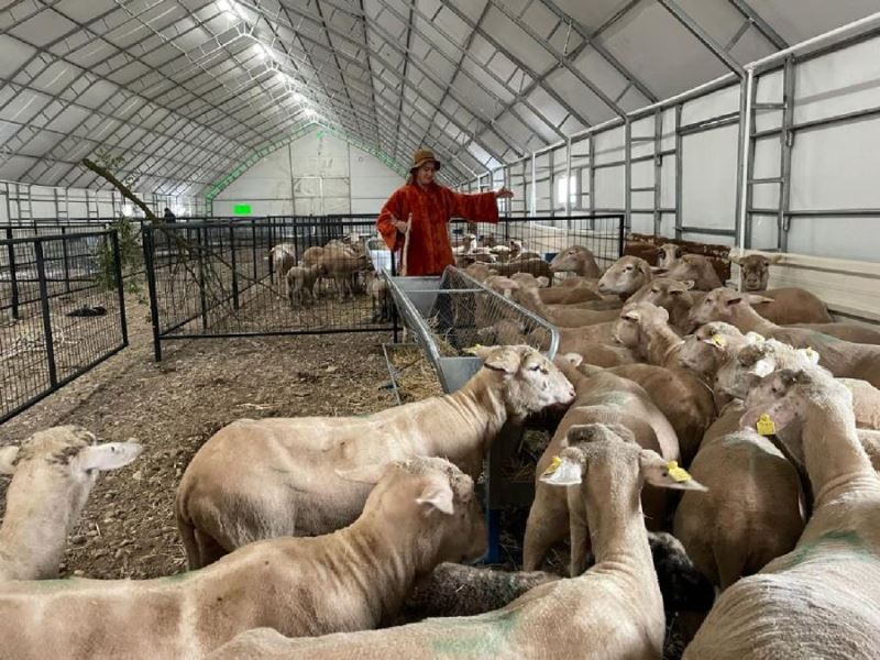 Balıkesir Kuzusunda Sındırgı  marka değer olacak 