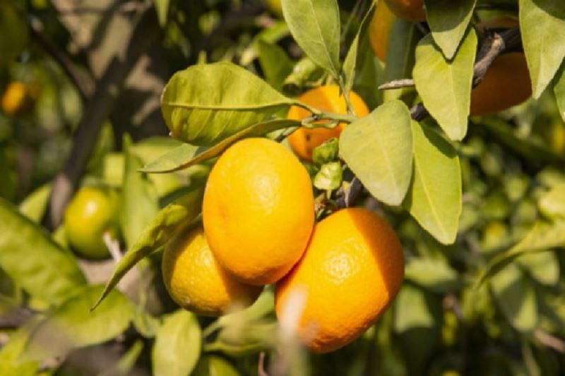 LÖSEV organik Satsuma Mandalina satışına başladı 