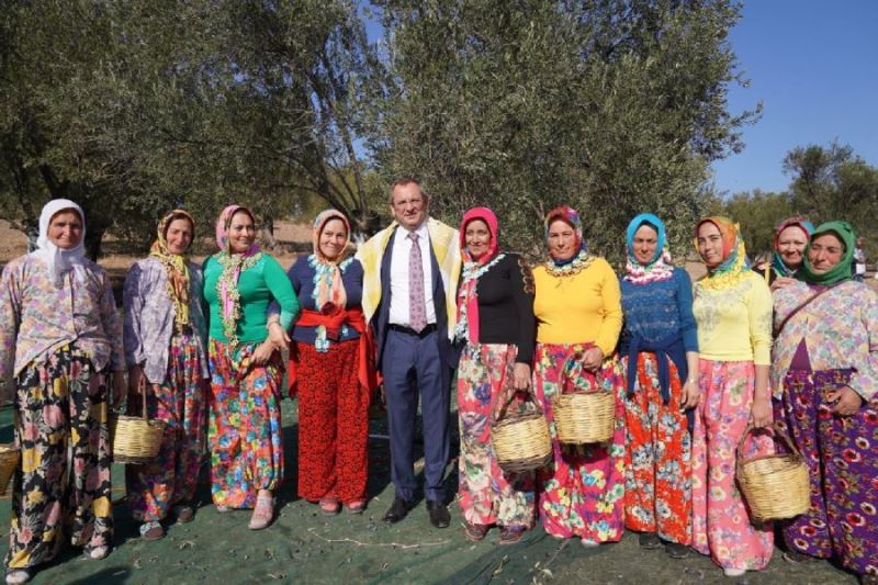 Ayvalık Zeytin Hasat Festivali başladı 