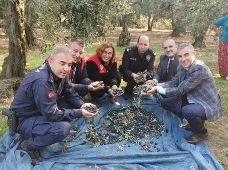 Kaymakam Atasoy, zeytin hasadına katıldı  