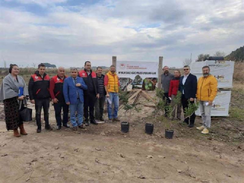 Ayvalık’ta 100 yıl sonra yeniden  sakız ağacı yetiştirilecek 