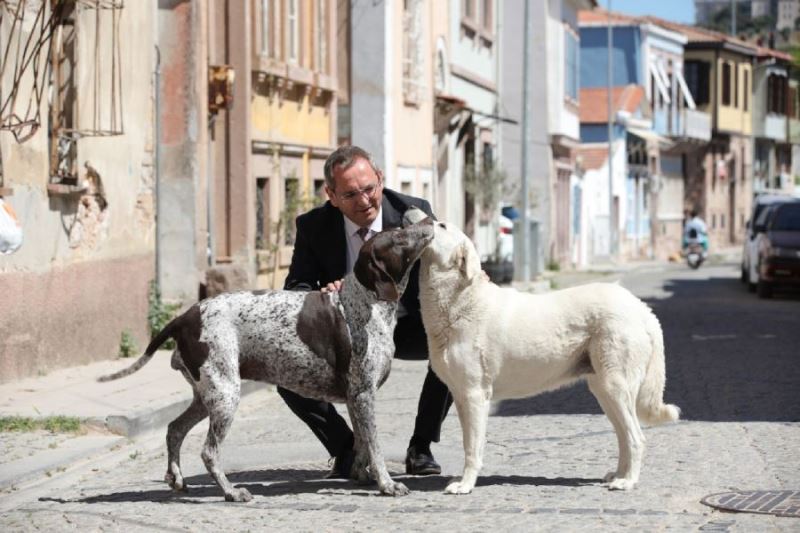 Ayvalık sokaklarındaki can dostlara tıbbi destek hizmeti 