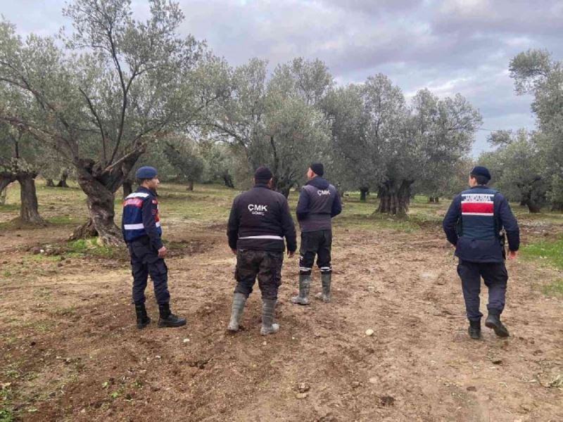 Zeytin hırsızlığına karşı önlemler sıkı şekilde devam ediyor 