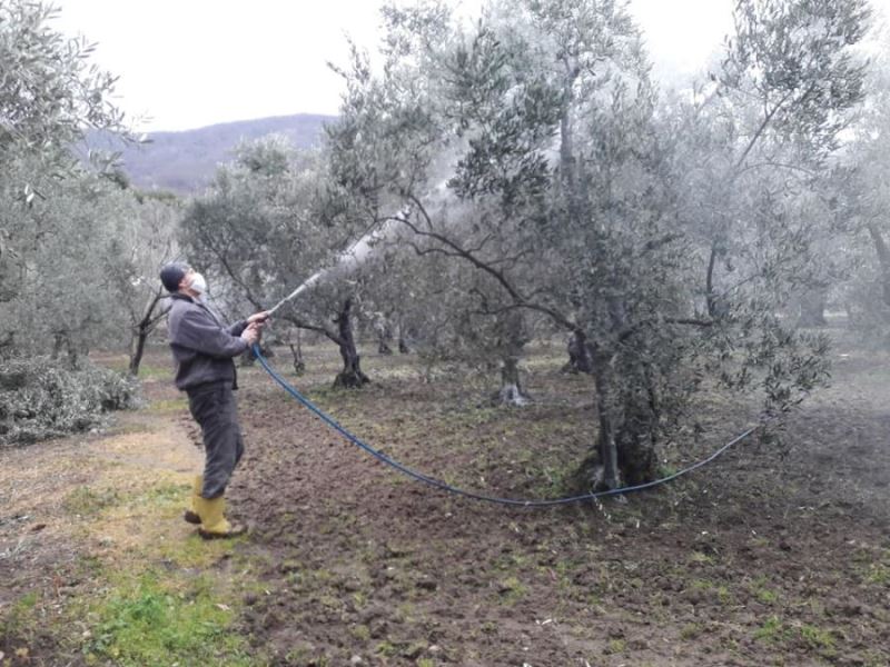 “Zeytin Güvesi” ile mücadele zamanı