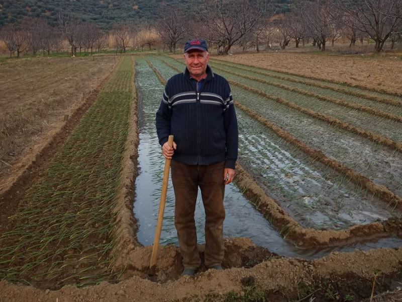 Ballıpınar’da hedef 1200 ton mor soğan