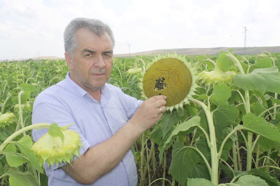 Üreticilere 1.100 lira kesin alım parası ödenecek 