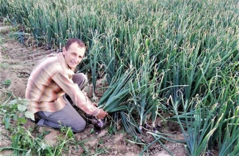 Kapıdağ’da mor soğan hasadı