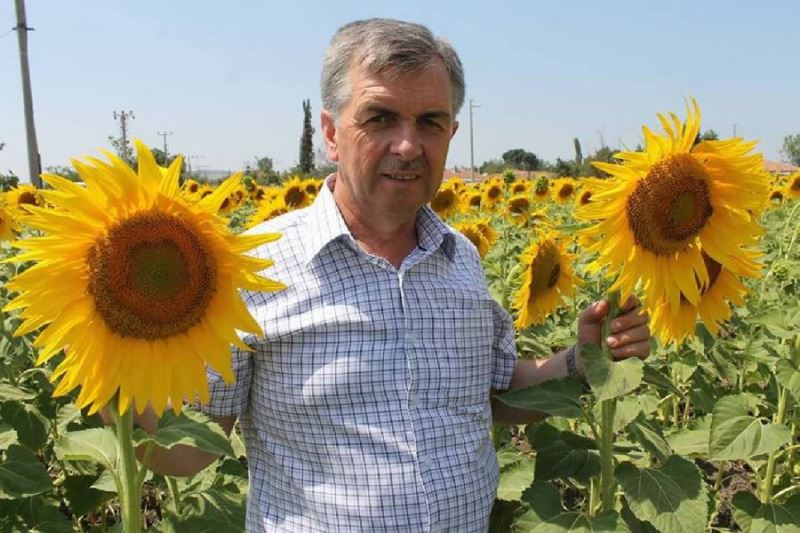 Ayçiçeği Rekolte Beyannamesi verme süresi sona erdi 