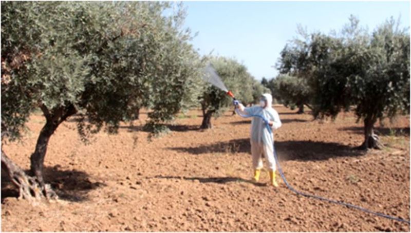 “Zeytin Sineği” ile mücadele zamanı