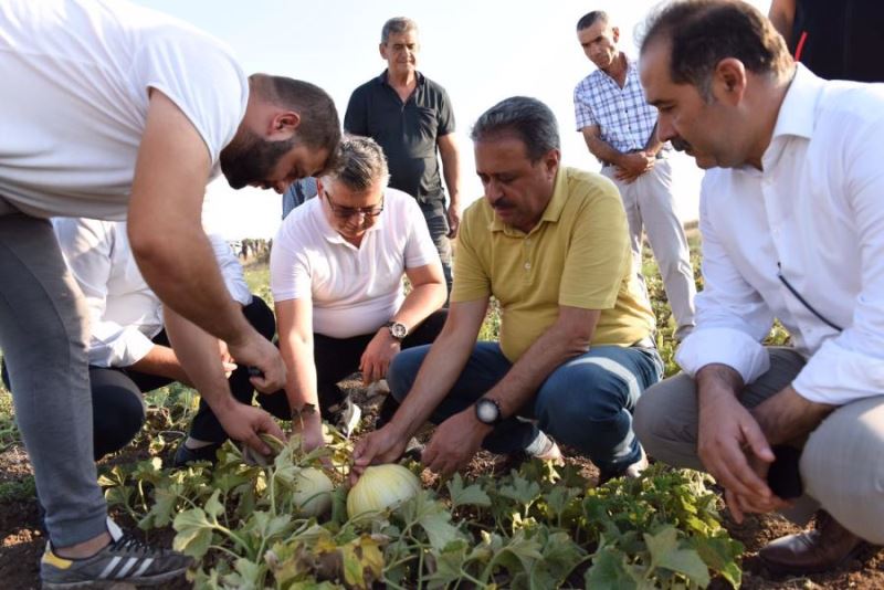 Vali Şıldak kavun hasadına eşlik etti 