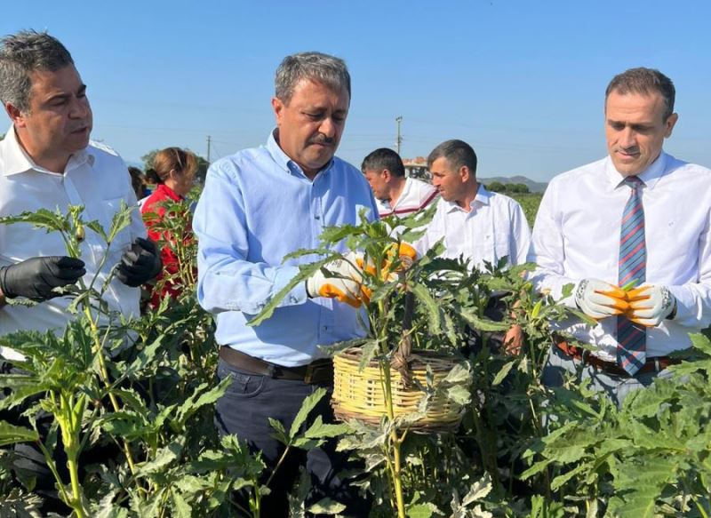 Vali Şıldak çiftçilerle birlikte bamya hasat etti 