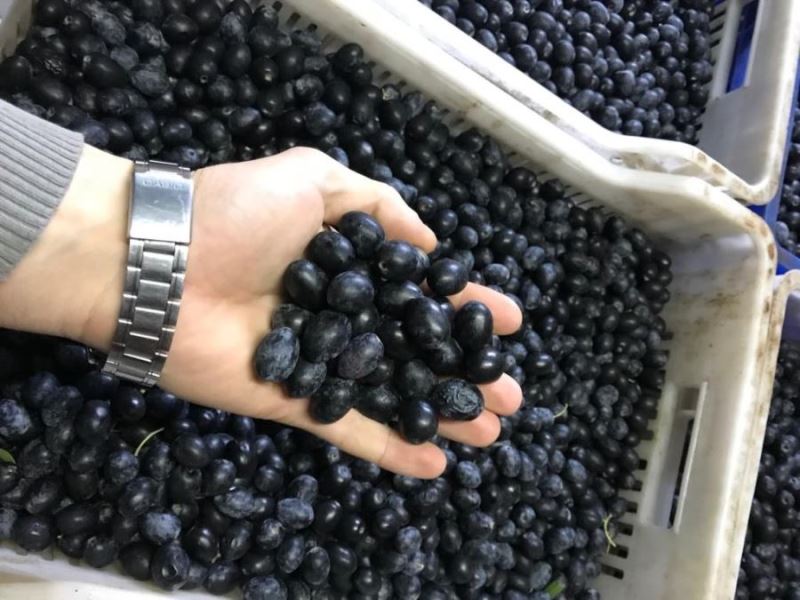 Zeytin Kooperatifi’nden “Rekolte Beyanname” uyarısı 