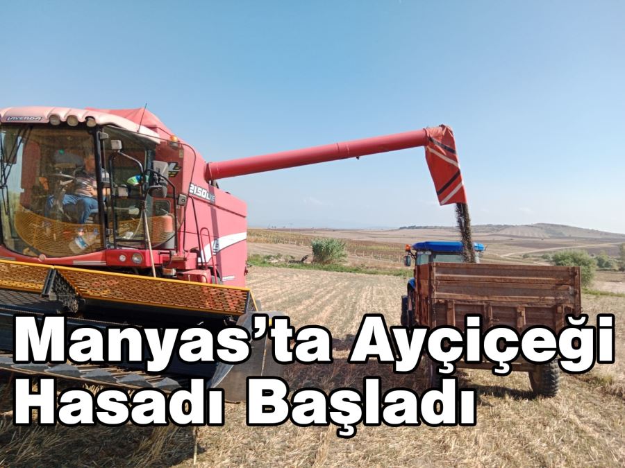 Manyas’ta Ayçiçeği Hasadı Başladı 