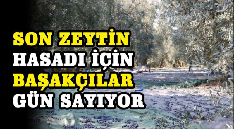 Son zeytin hasadı için ‘Başakçılar’ gün sayıyor 