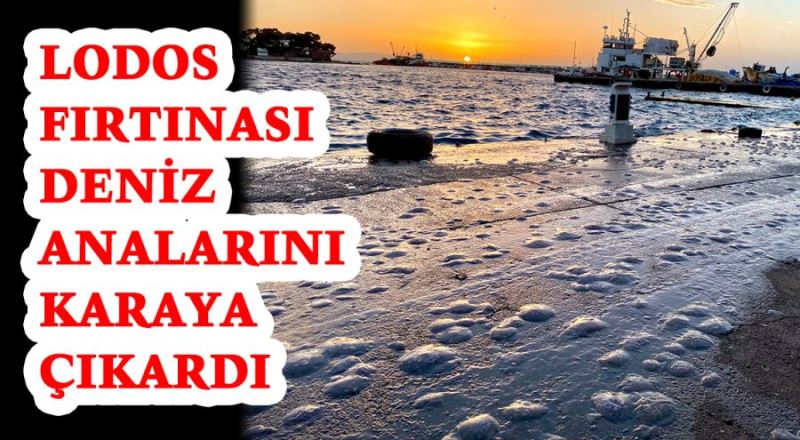 Lodos fırtınası deniz analarını karaya çıkardı