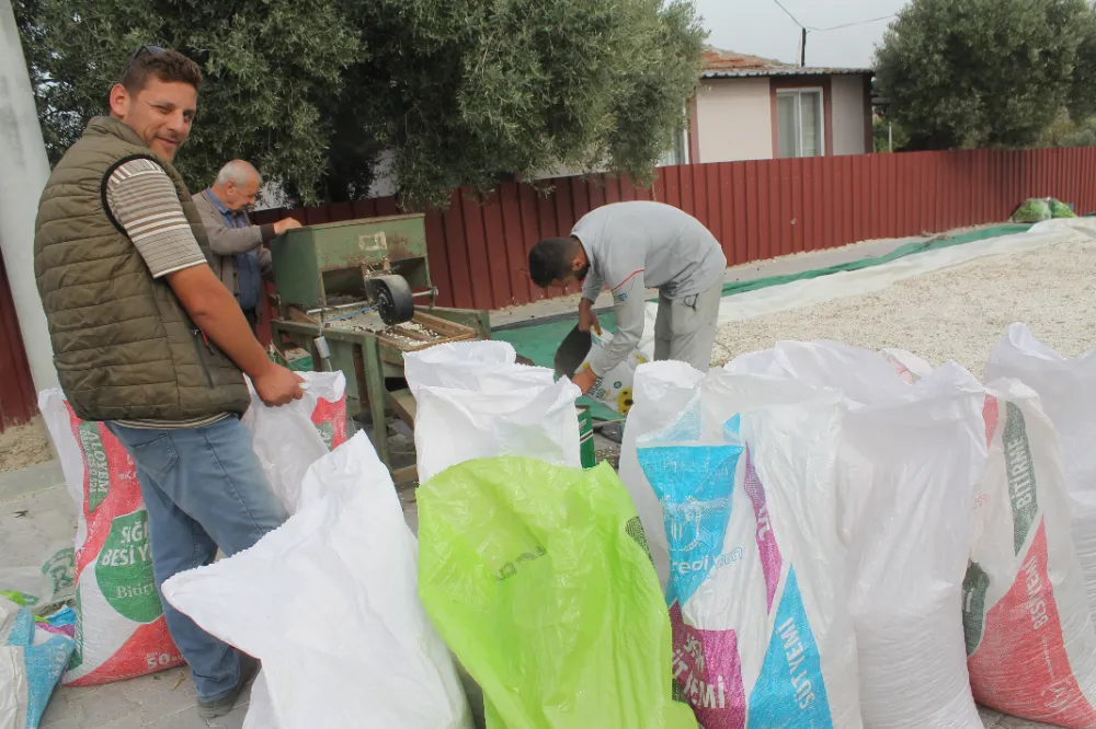 Manyas Kazak Fasulyesinde Hasat Başladı