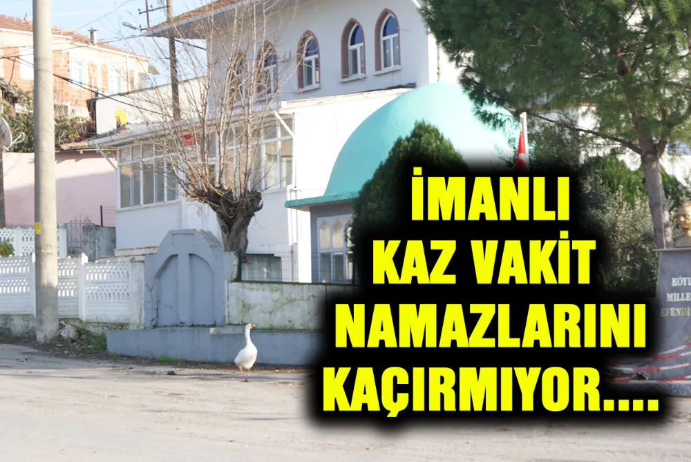 Yeniköy’de Beş Vakit Ezanı Kaçırmayan İmanlı Kaz 