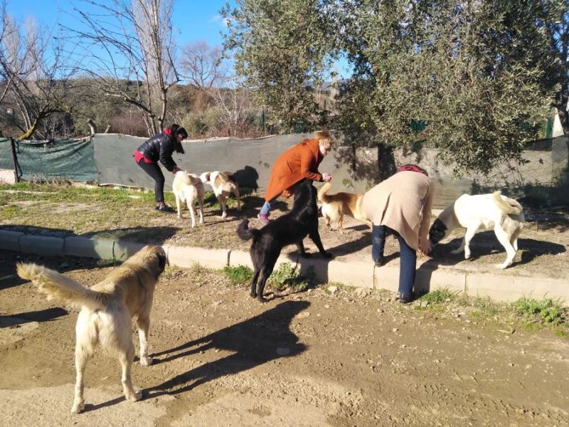 CHP Erdek Teşkilatından can dostlara mama desteği 