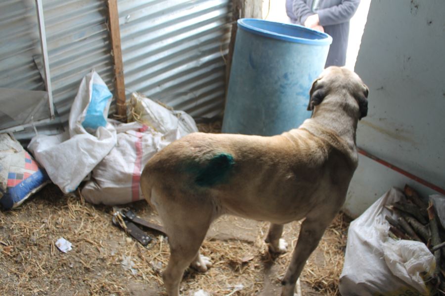 Komşunun köpeğini yaralaması iddiası yargıya taşındı 