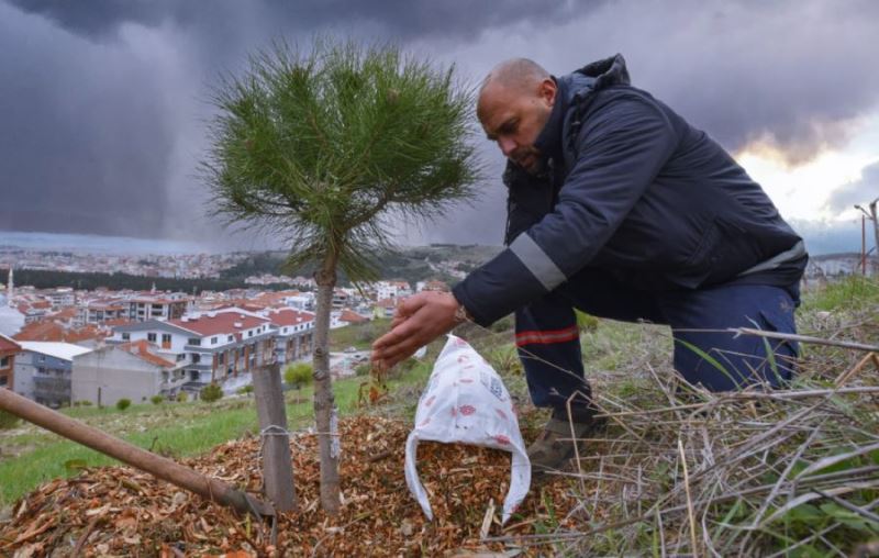 Budanan ağaçların dalları gübreye dönüştürülüyor 