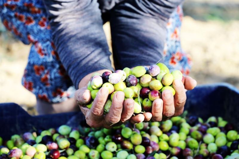 Müstahsile zeytin toplama kasası ile yaygı dağıtımına devam