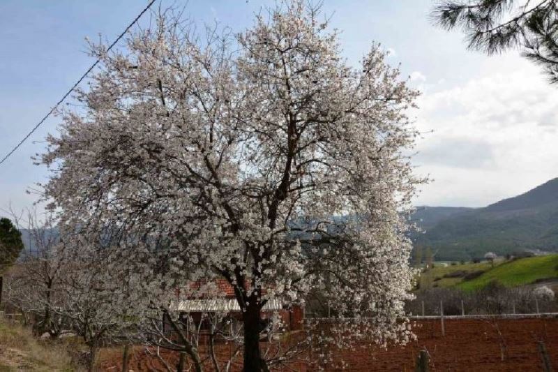 Sındırgı’da ağaçlar  erken çiçek açtı