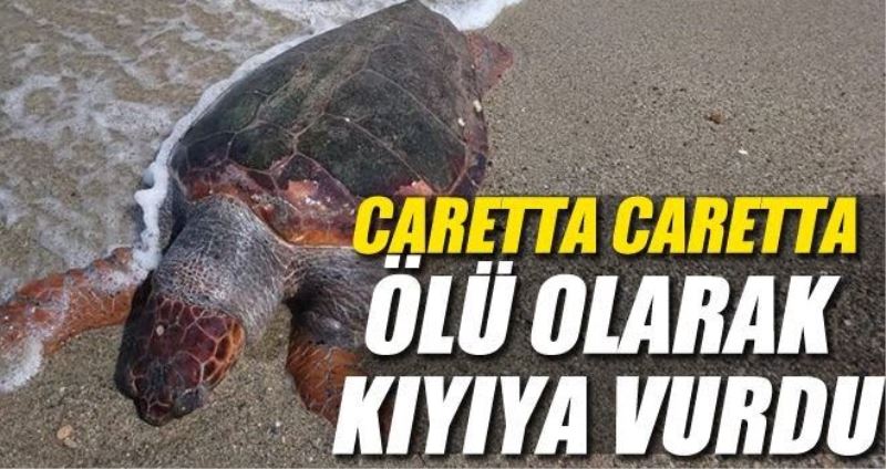 Ballıpınar-Çayağzı Mahallesi arası kıyıda ölü caretta bulundu 