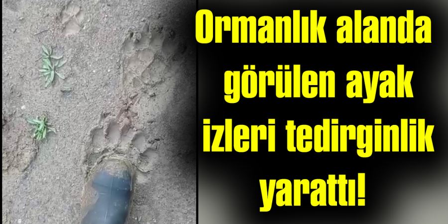 Ormanlık alanda görülen ayak  izleri tedirginlik yarattı! 