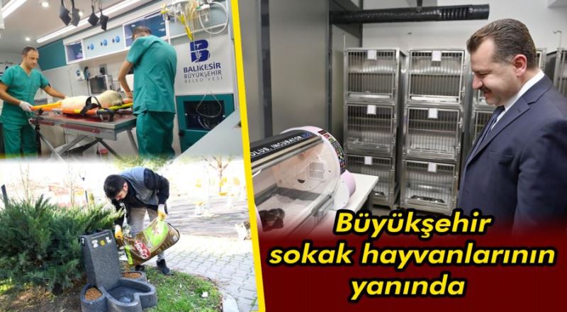 Büyükşehir sokak hayvanlarının yanında 