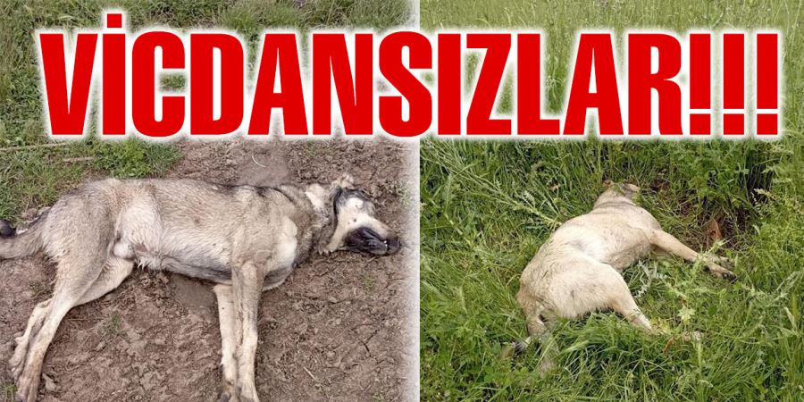 Çoban köpekleri zehirlendi iddiası ilçeyi karıştırdı