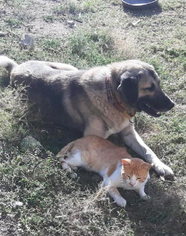 Kedi ile köpeğin örnek dostluğu 