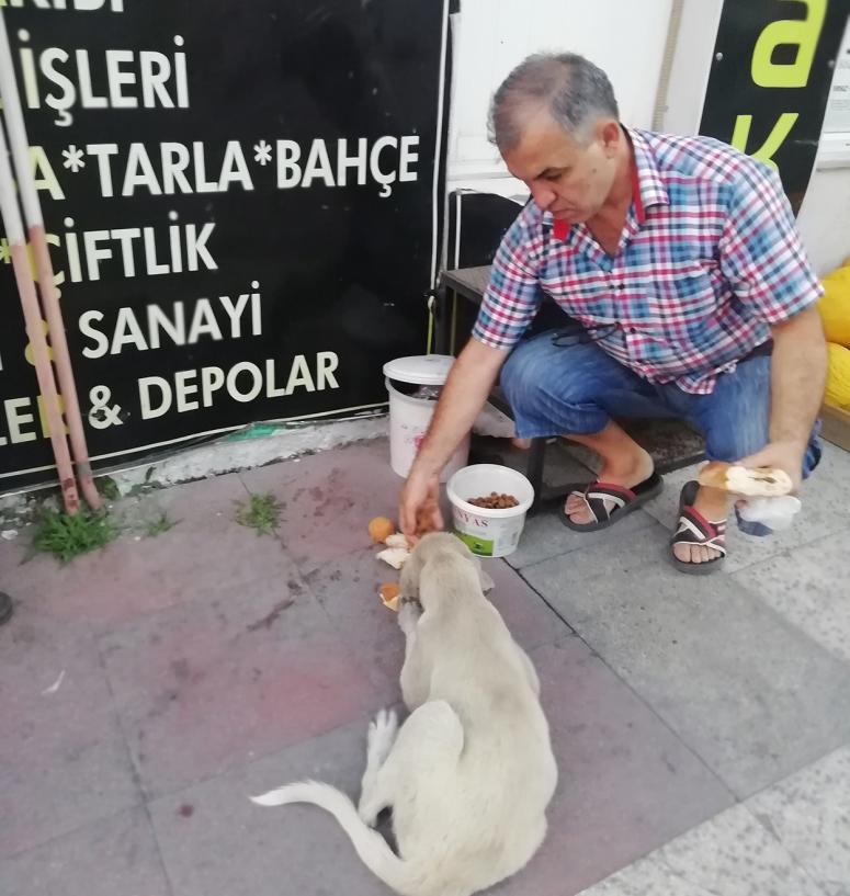 Gazete bayisi sokak hayvanlarına sahip çıkıyor 