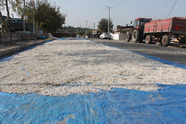 Çiftçiler ürünlerini asfalt yollarda kurutuyor  