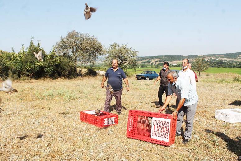 Keklikler avcılar tarafından doğaya salındı. 