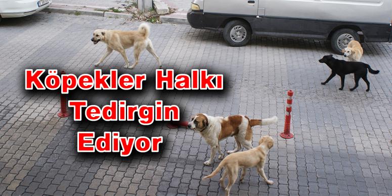 Sokak köpekleri halkı tedirgin ediyor 