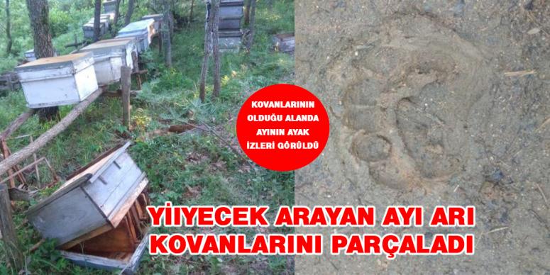 Yiyecek arayan ayı arı kovanlarını parçaladı 