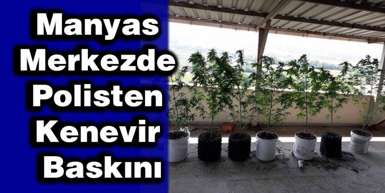 Manyas Merkezde Polisten Kenevir Baskını