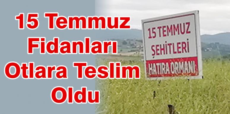 15 Temmuz Fidanları Otlara Teslim Oldu