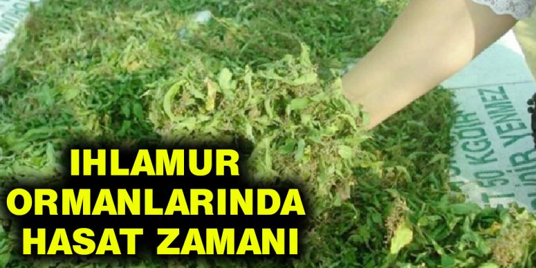 Ihlamur ormanlarında hasat zamanı