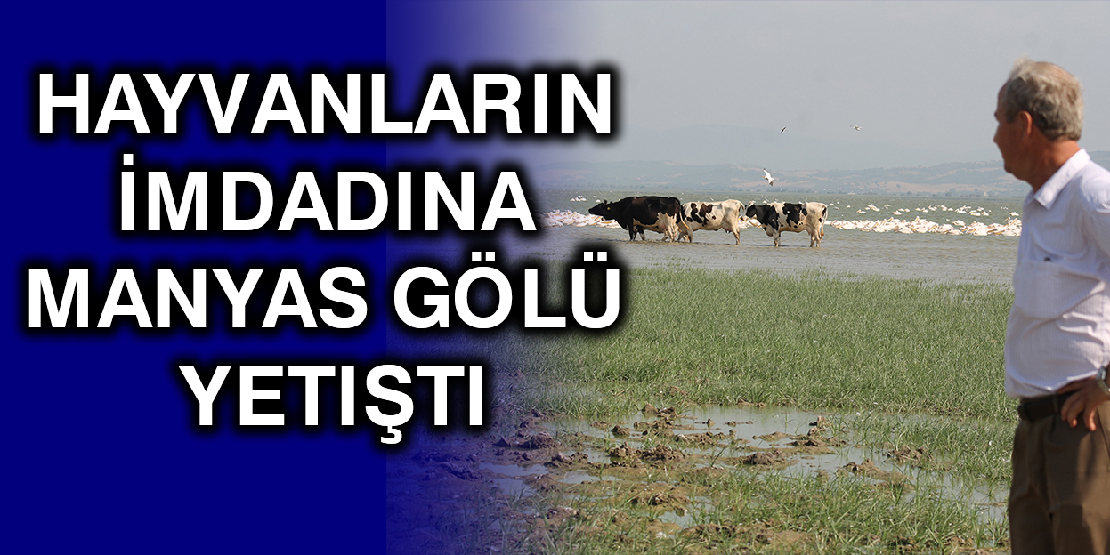 Hayvanların İmdadına Manyas Gölü Yetişti