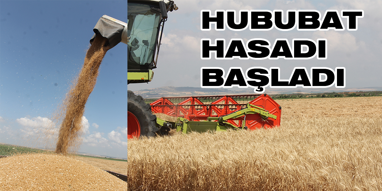 Hububat Hasadı Başladı       