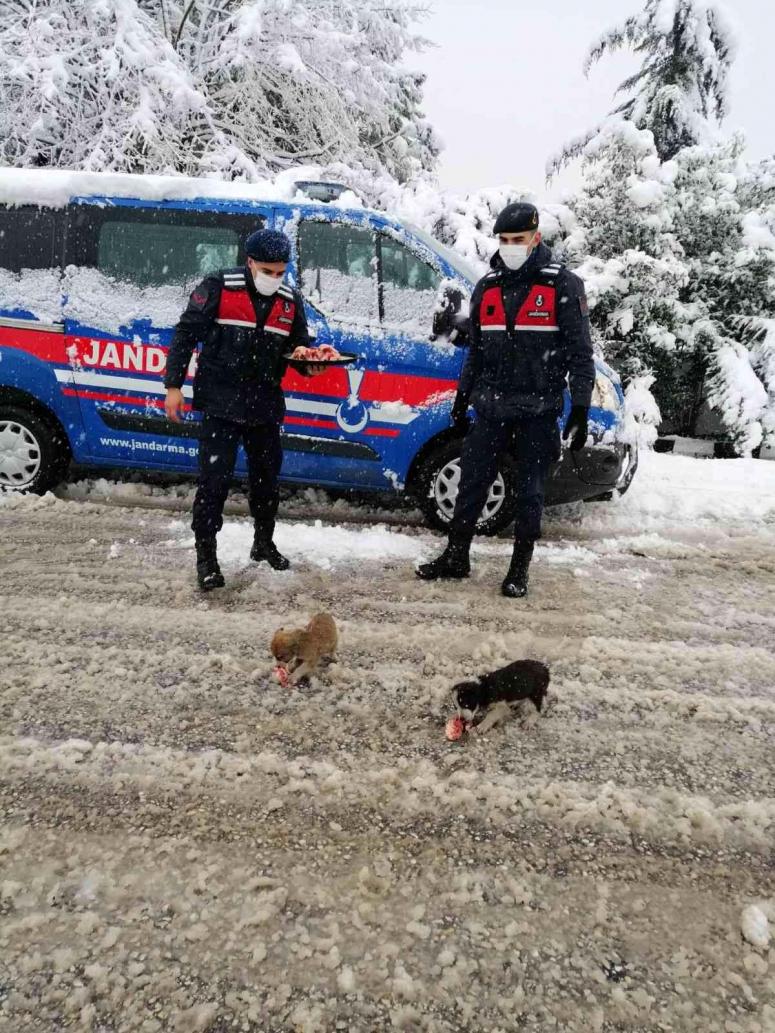 Güvenlik güçleri sokak hayvanlarına sahip çıktı 