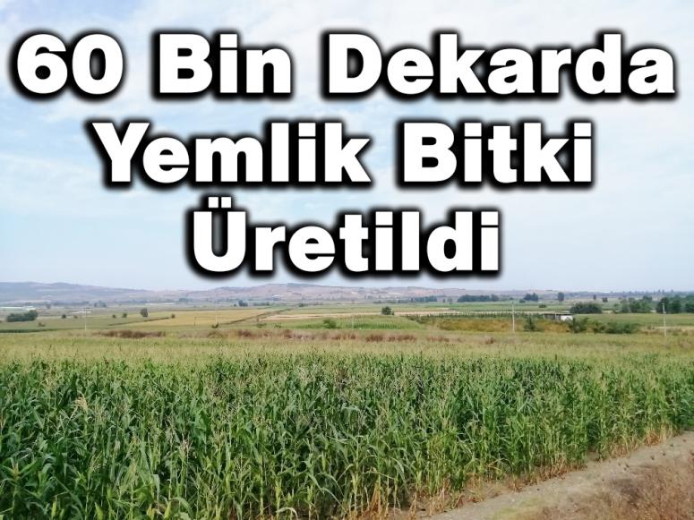 60 Bin Dekarda Yemlik Bitki Üretildi